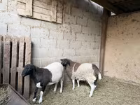 Baran, Dorper sheep — zdjęcie 2