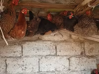 Chickens — الصورة 1