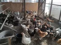 Chickens — zdjęcie 3