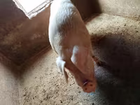 Cinghiale, Maiali — foto 1