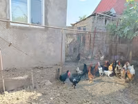 Chickens — Foto 4