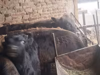 ወንድ በሬ, Aberdeen-Angus — ፎቶ 2