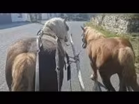 Aygır, Atlar — foto 3