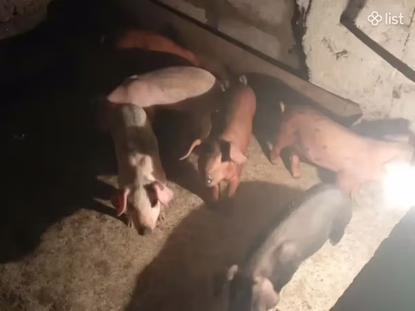 Süldőanya, Sertések