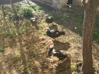 Ducks — 사진 5