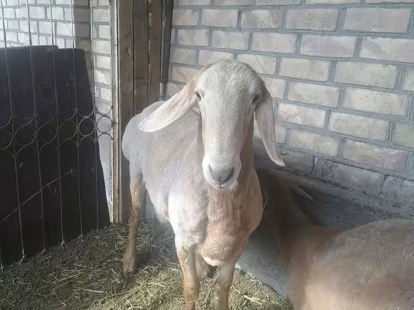 Dê cái, Nubian Goat