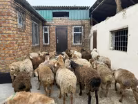Berbec, Rhon sheep — foto 4