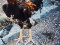 Chickens — foto 3