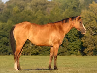 مادیان, Quarter Horse — عکس 1