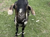 بز ماده, Nubian Goat — عکس 2