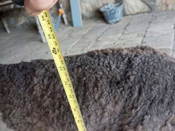 Carnero, Arabi sheep