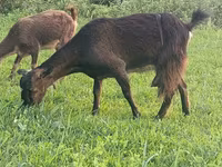 Kambing betina, Goats — foto 1