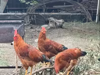 Chickens — الصورة 4