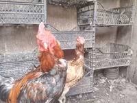 Chickens — fotografija 5