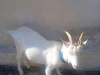 بز نر, Saanen goat — عکس 4