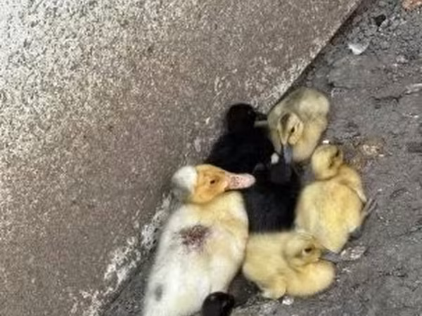 Ducks