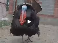 Turkeys — الصورة 5