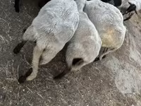 میش, Dorper sheep — عکس 2