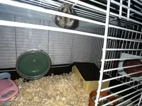 Cüce hamster və tam dəst aksesuarlar Qefes ile biryerde satılır 2-3 — عکس 5