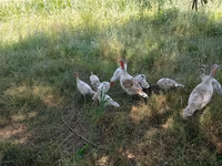 Turkeys — Foto 8