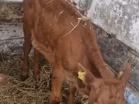 ላም, Limousin cow — ፎቶ 6