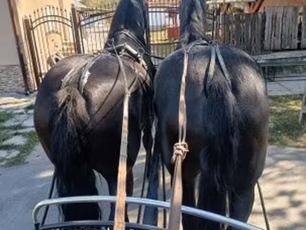 Hoppe, Friesian