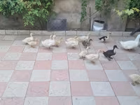 Ducks — عکس 6