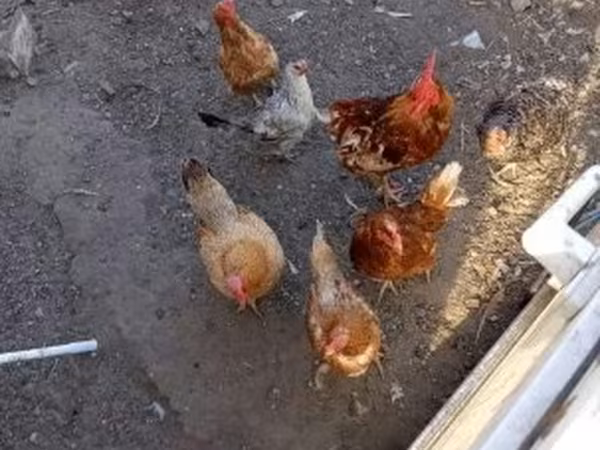 ไก่เดนมาร์ก