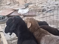 قوچ, Hissar sheep — عکس 1