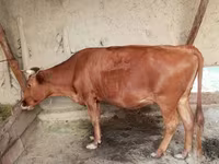 گاو ماده, گاو — عکس 2