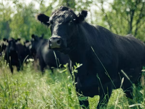 Bull, Aberdeen-Angus — Russia