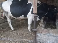 วัวตัวเมีย, Russian Black pied cattle — รูปภาพ 6