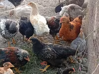 Chickens — عکس 5