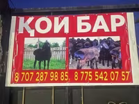 Beran, Ovce — foto 1