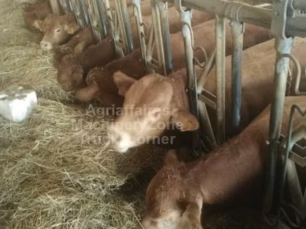 Dibi, Limousin cow — Boqortooyada Midowday