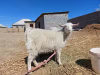 بز ماده, بز — عکس 4