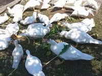 Ducks — عکس 2