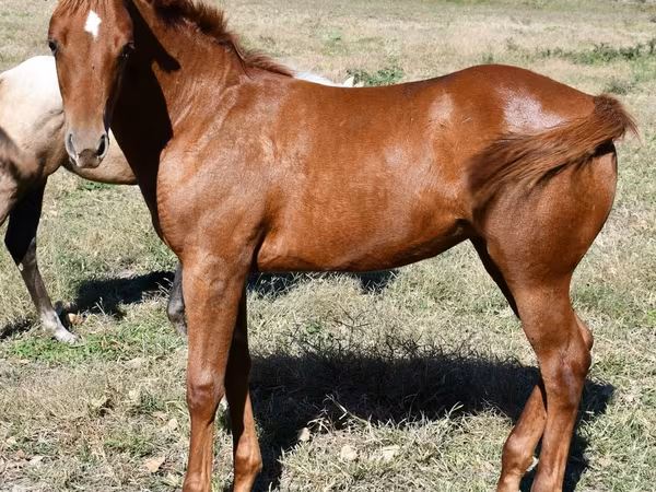 مادیان, Quarter Horse