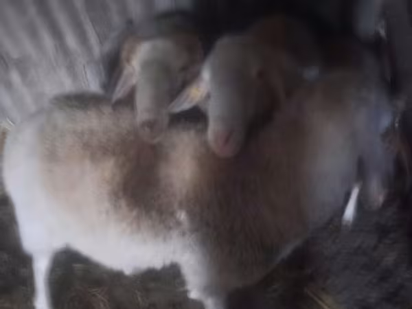 Ram, Assaf sheep — Moldova