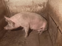 Scrofa, Maiali — foto 3