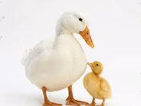 ብላጎቫርስካያ — ፎቶ 7