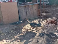 مسکوی خانگی — عکس 5