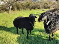كبش, Tian-Shan semifinewool sheep — الصورة 2