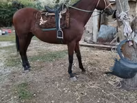Hing, Thoroughbred horse — 1. fotó