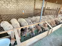 Cừu đực, Rhon sheep — ảnh 2