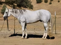 اسب نر, Quarter Horse — عکس 8