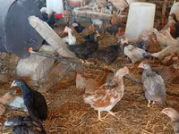 Chickens — عکس 2