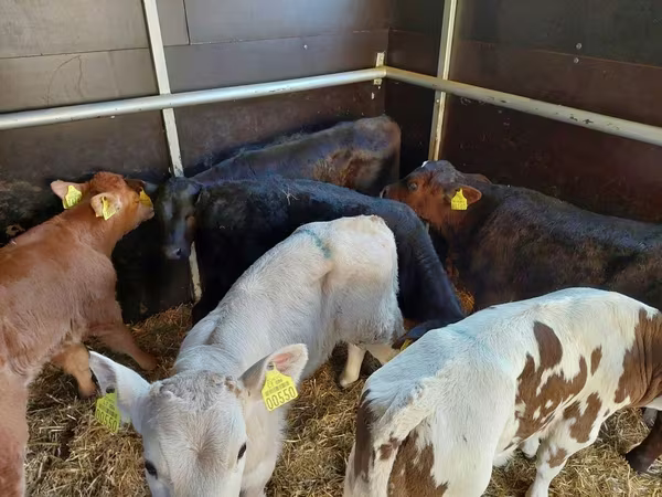 Stier, Runderen