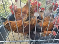 Bantam Jepun — foto 1