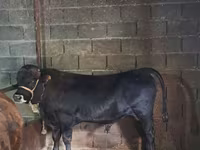 گاو نر, Simmental cattle — عکس 4